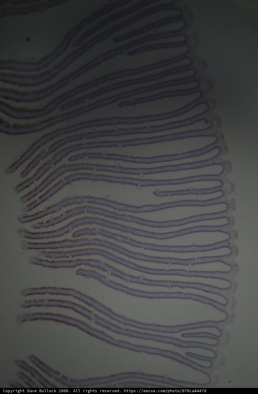 A Dynamic Purple Stain