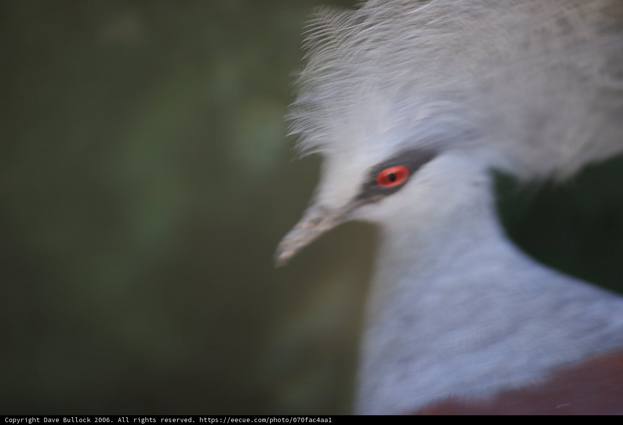 Majestic Crane Bird with Red Eyes