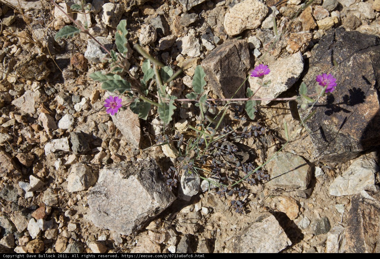 Purple Beauty Among the Rubble