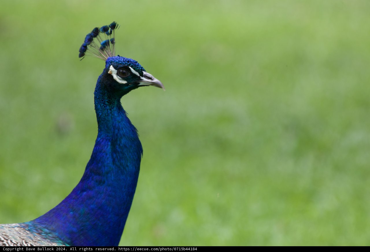 Majestic Pose: Peacock at Honolulu Zoo