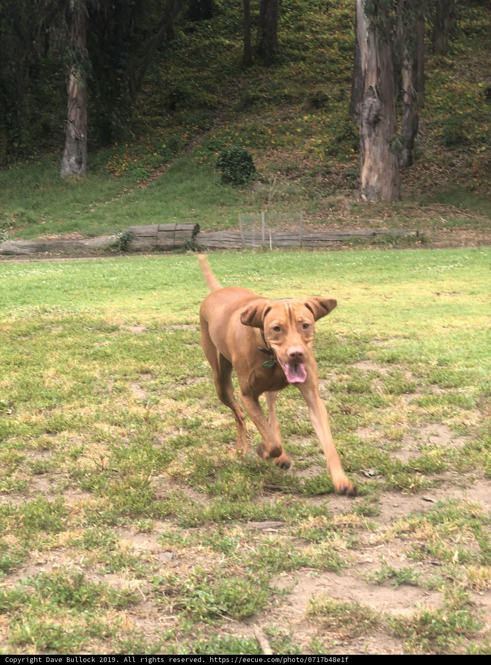 Running Vizsla amidst a Grove of Trees