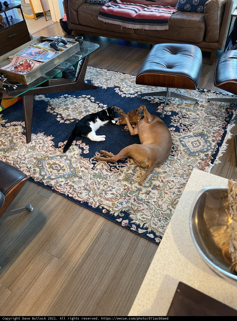 Furry Friends Relaxing in San Francisco Living Room
