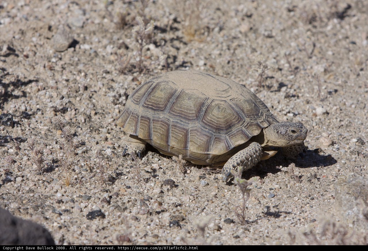 Desert Turtle Explorer