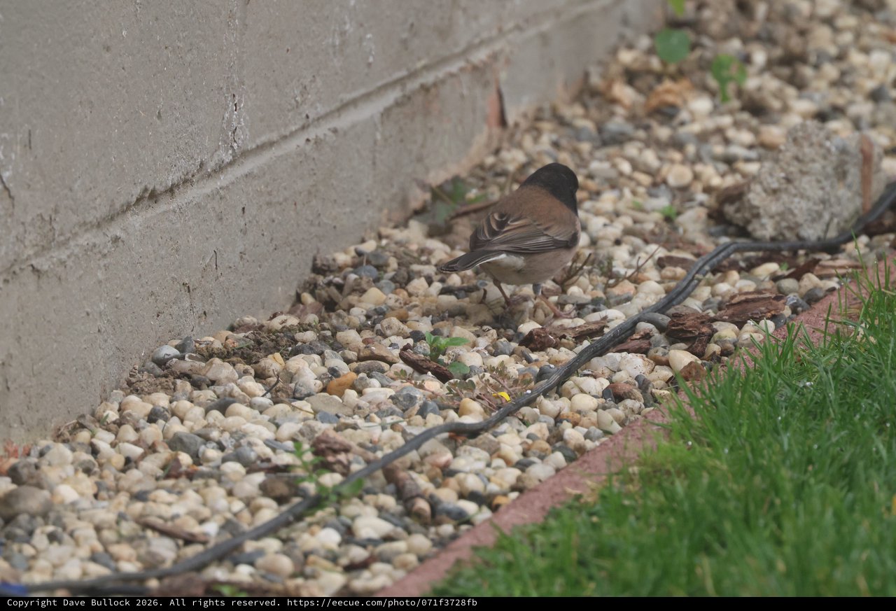 Dark-Eyed Junco Foraging on Gravel Path