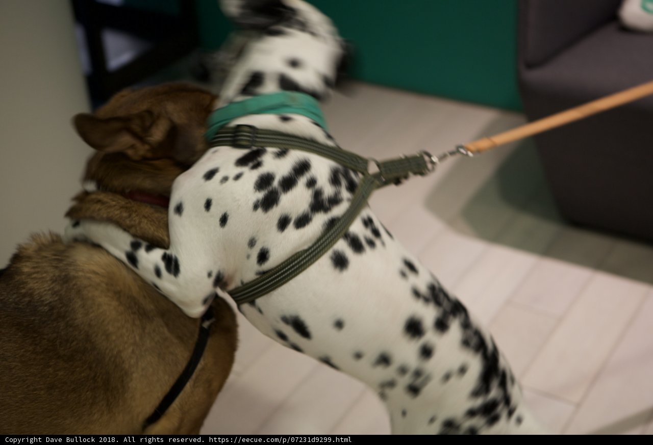Playful Pup Playdate
