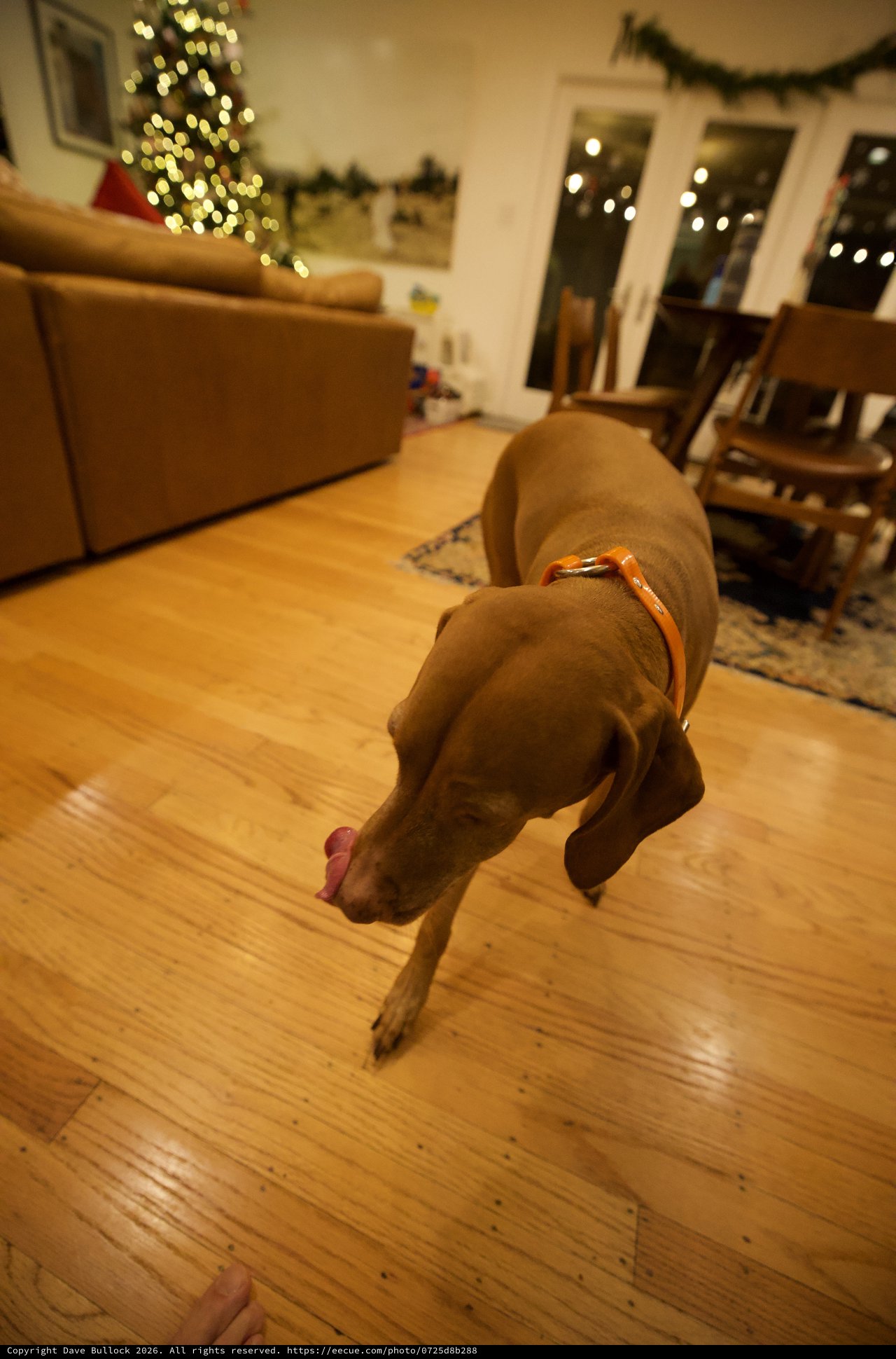 Vizsla Dog in Downward Stretch on Christmas Eve