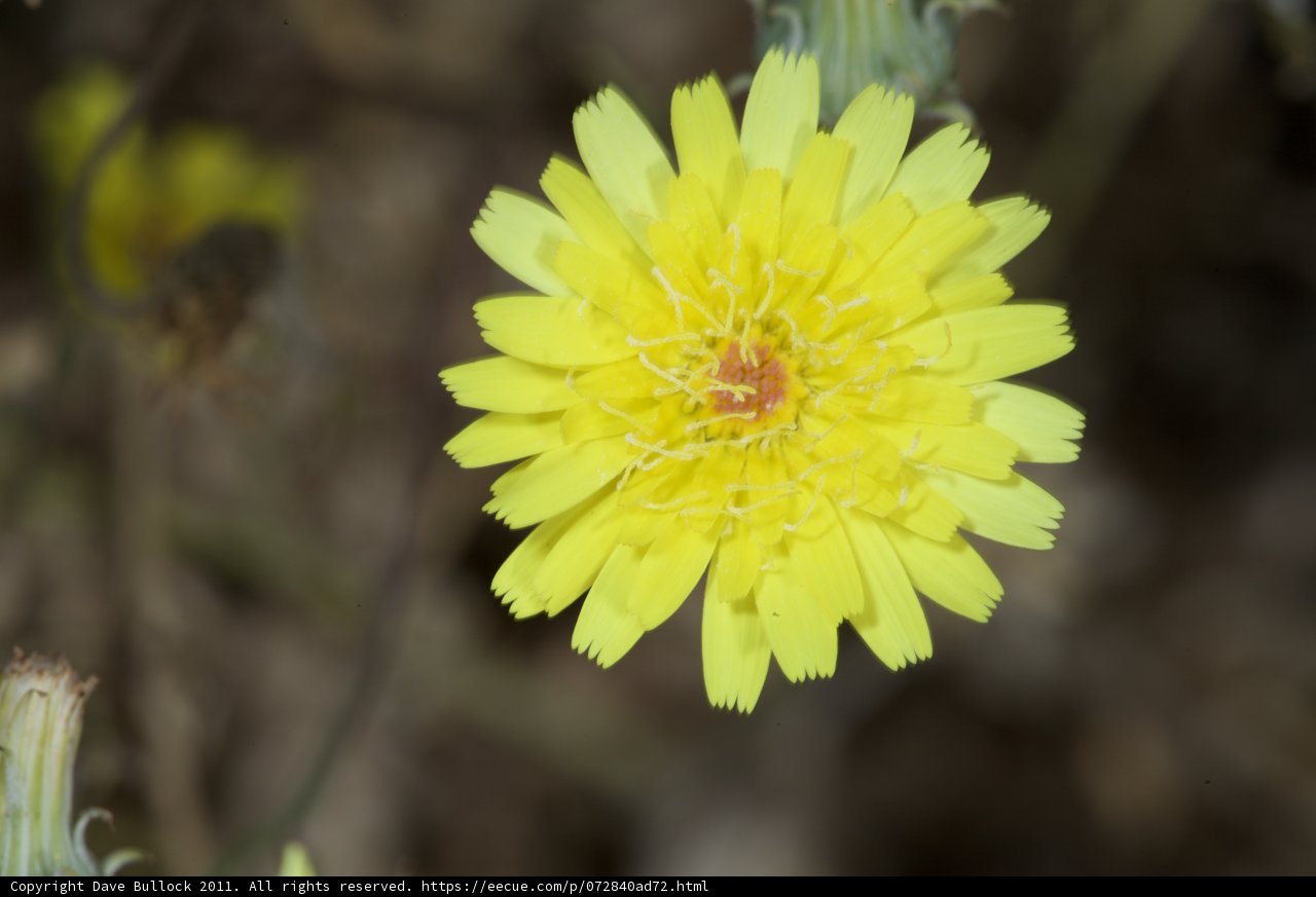 Sunny Daisy