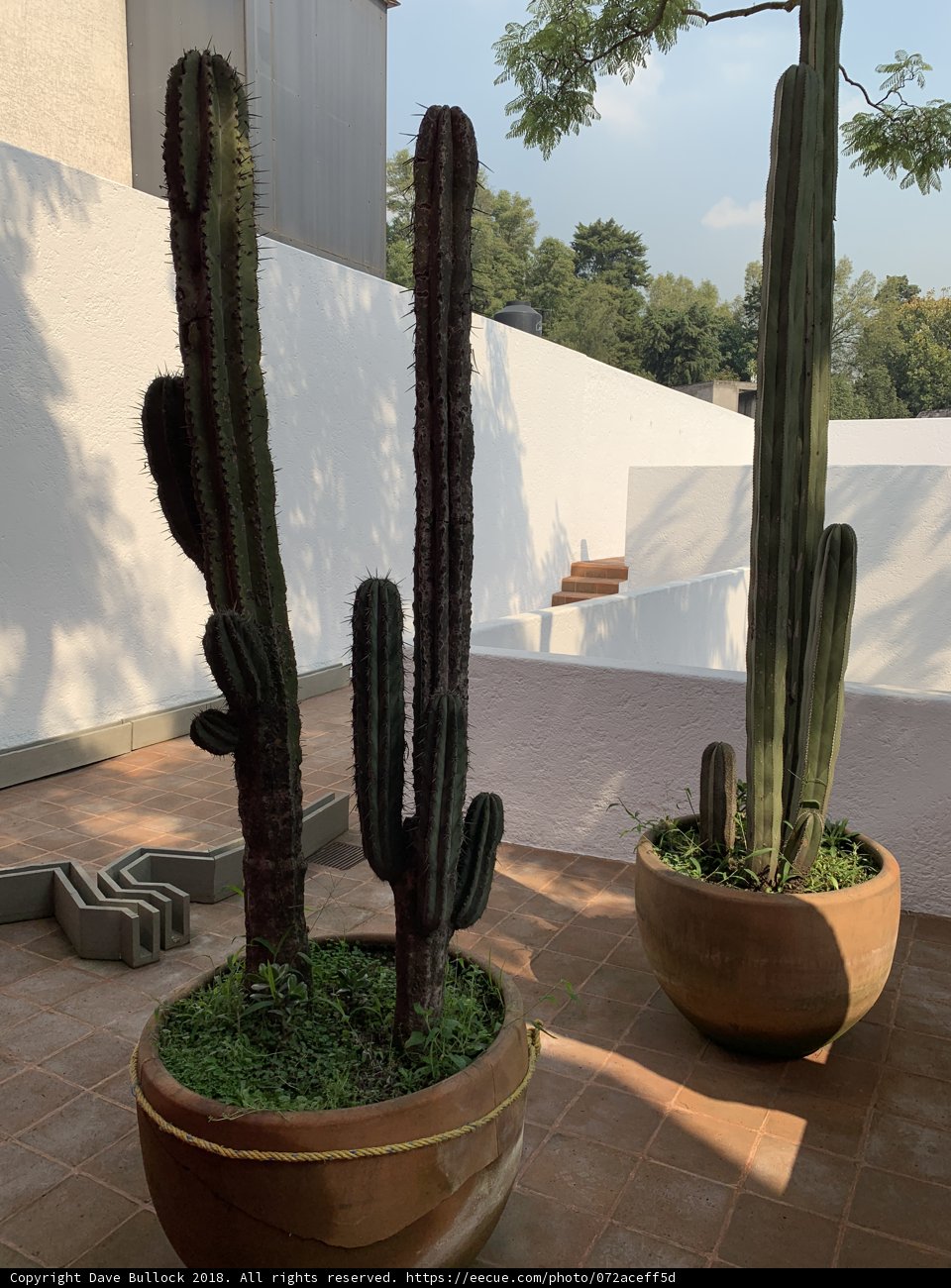 Desert Beauties on the Patio