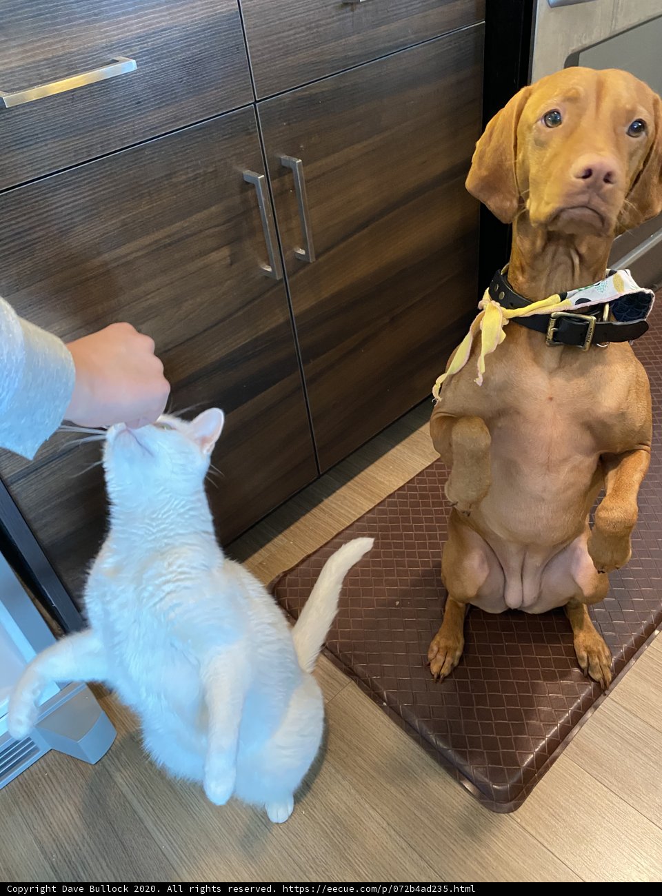Furry Friends on Hardwood