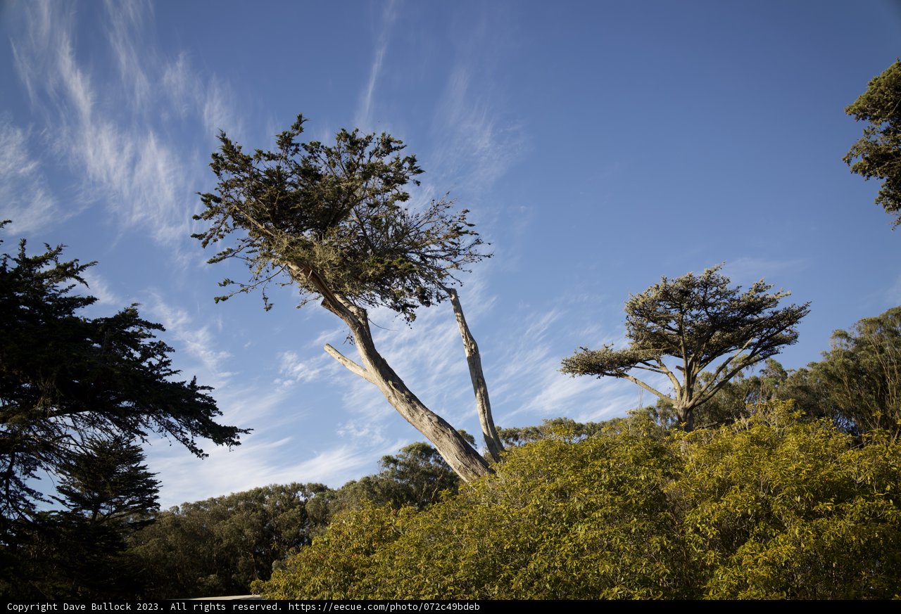 The Sky-Kissing Eucalyptus: An Afternoon at SF Zoo