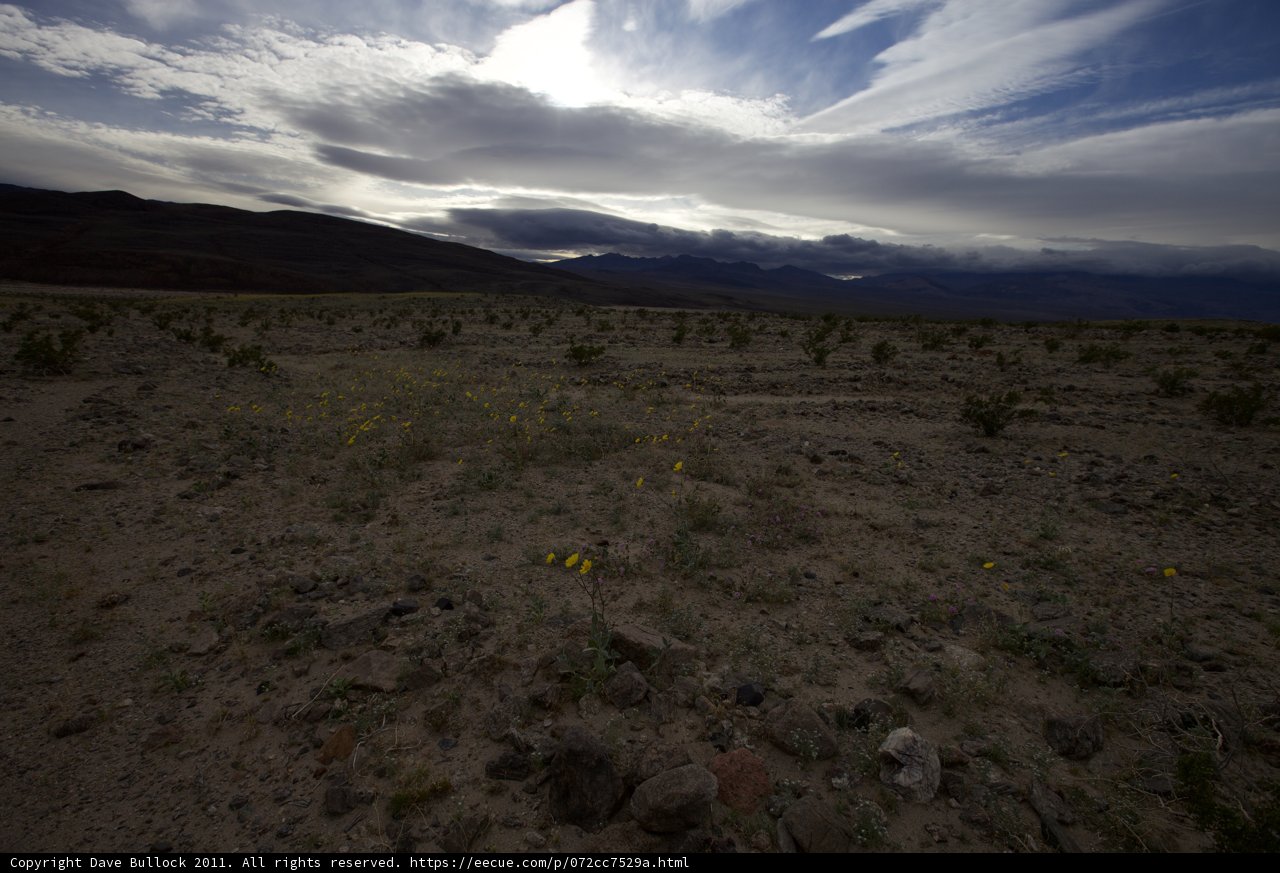 Desert Bloom