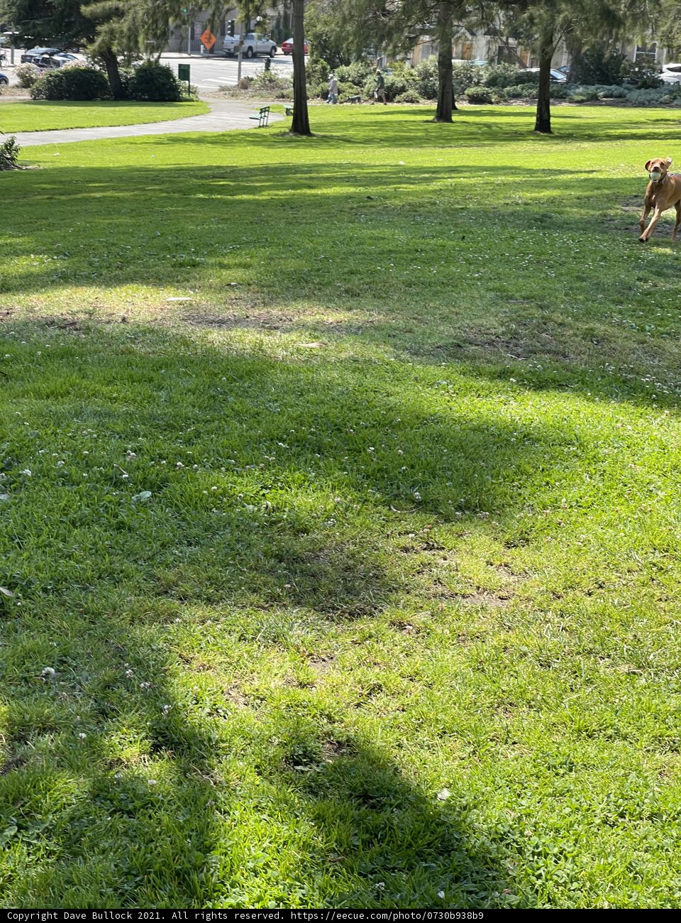 Playful Pup in the Park