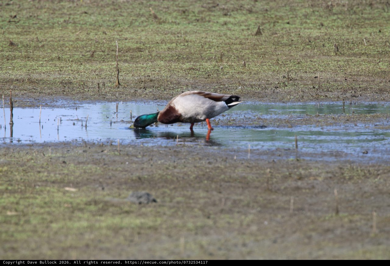 Male Mallard Duck Foraging in Shallow Wetland Waters