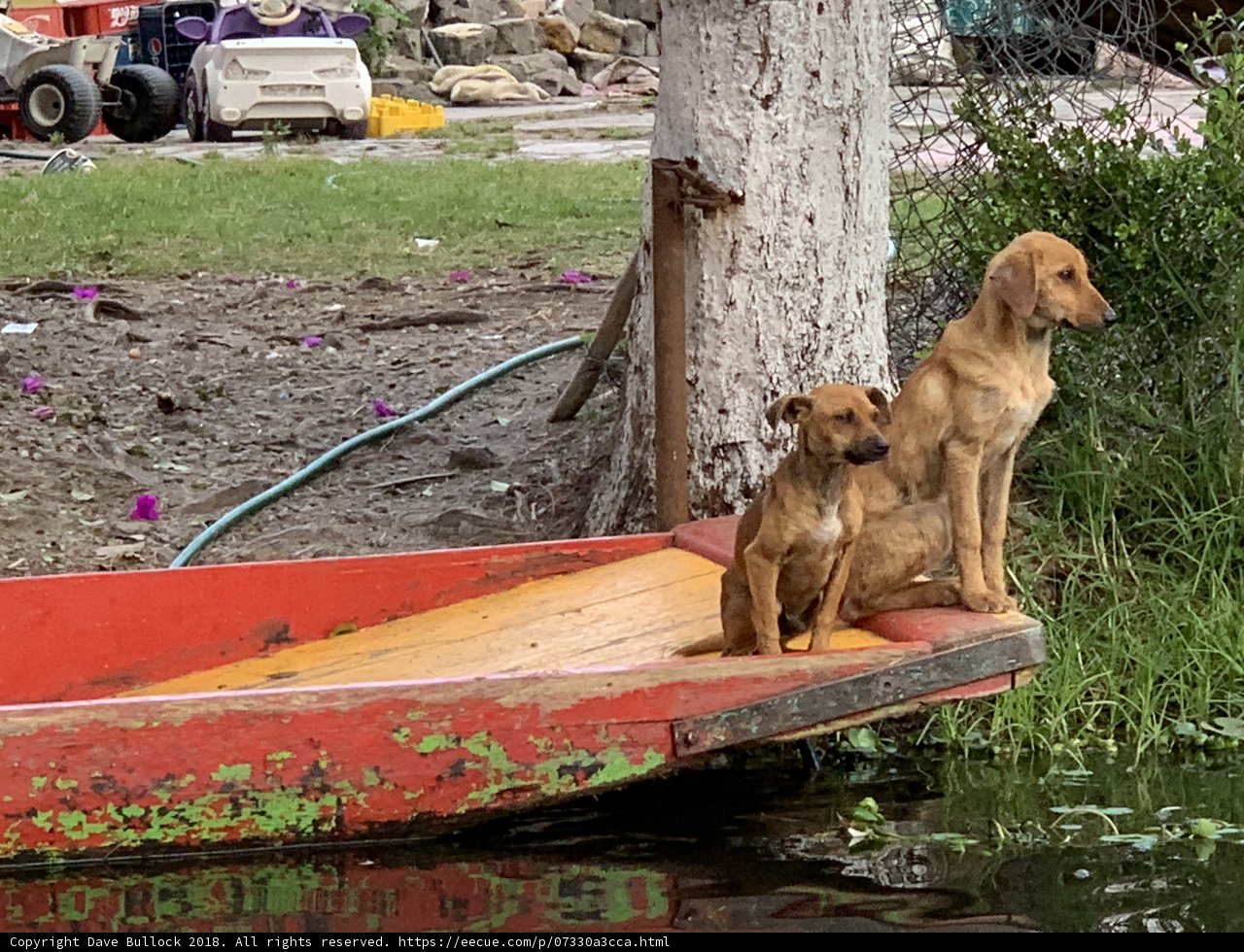 Canine Cruise