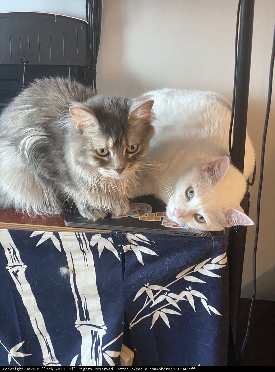 Feline Friends on a Tabletop
