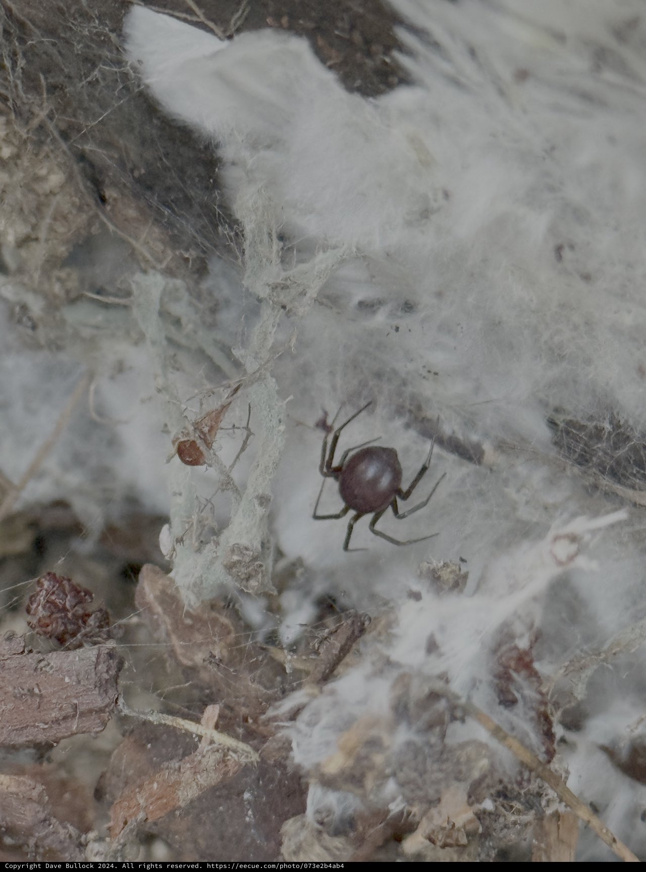 Brown Spider in White Web Funnel
