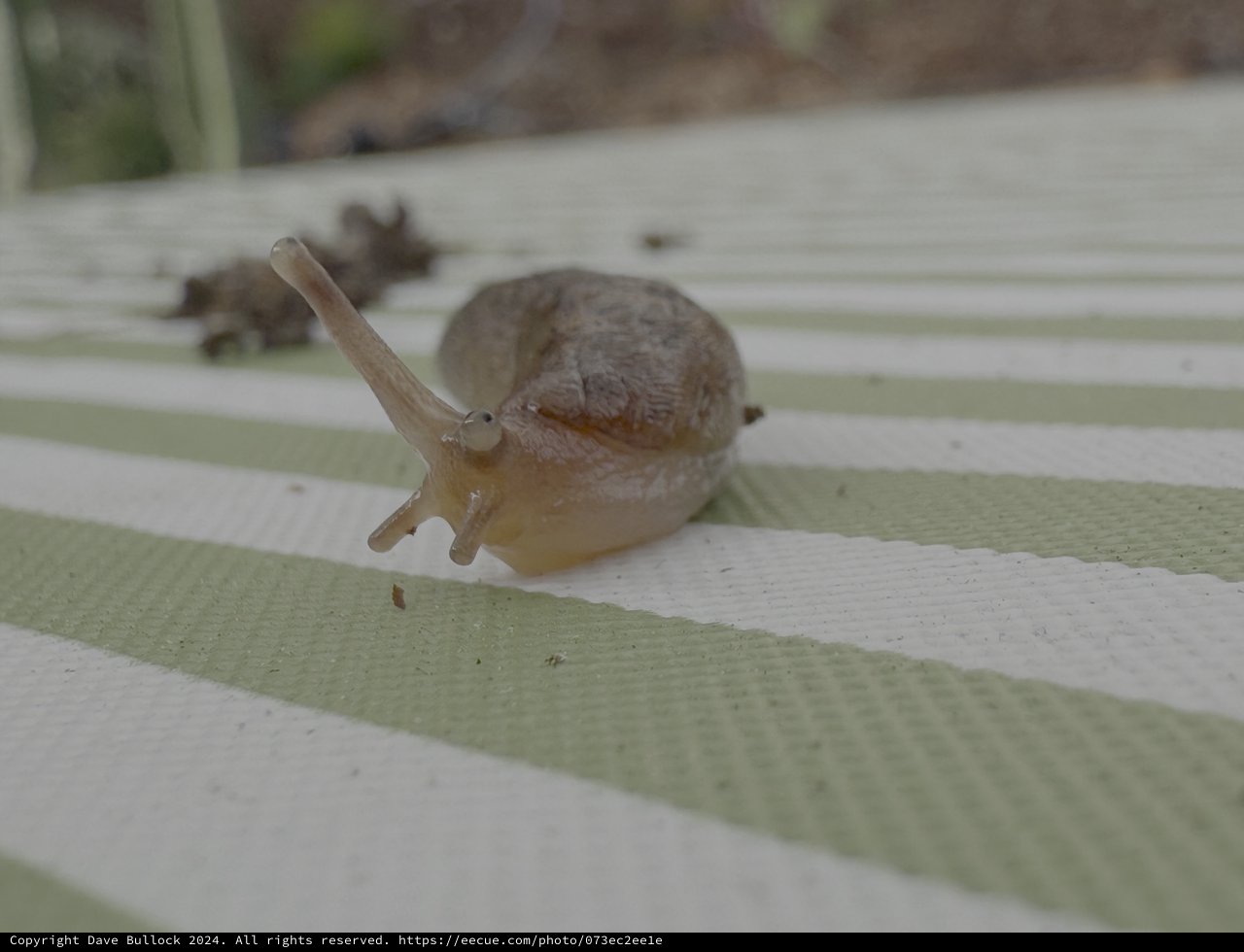 Garden Snail Crossing Weathered Wooden Decking