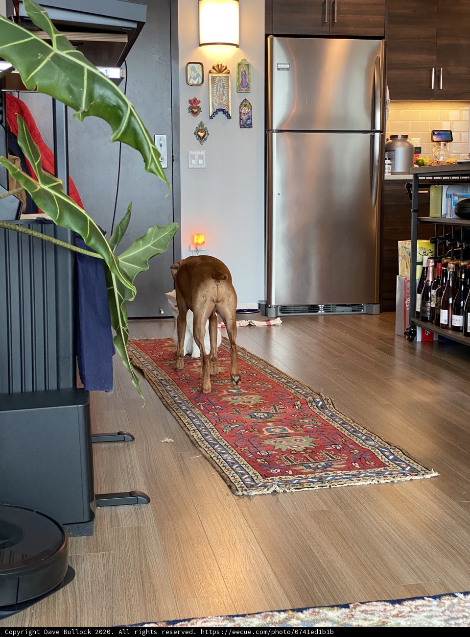 Paws on the Hardwood