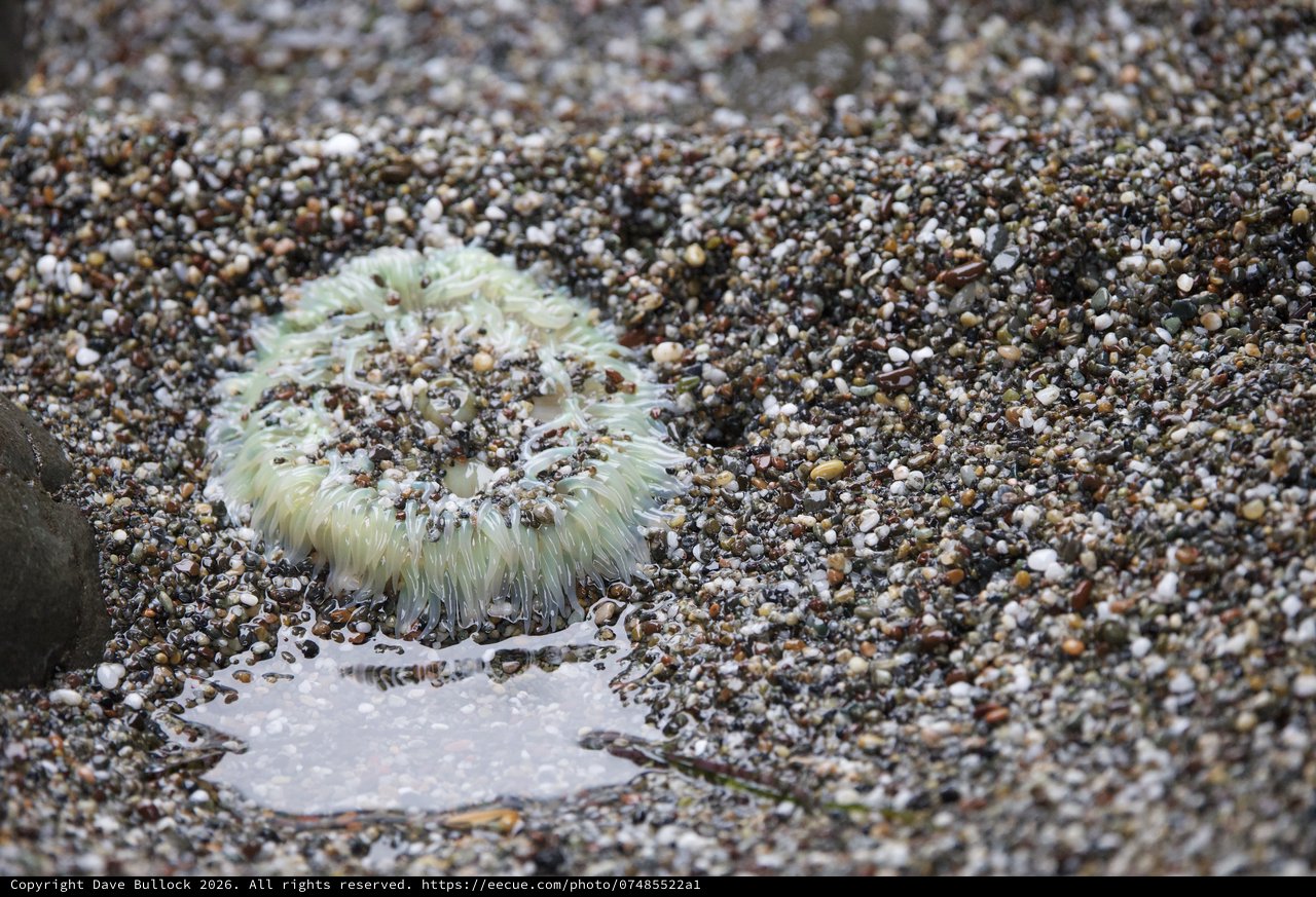 Green Sea Anemone Stranded at Low Tide