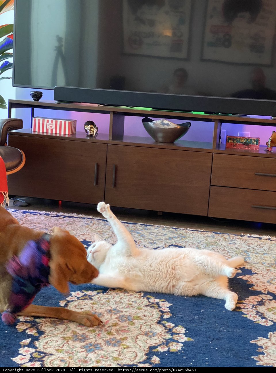 Playful Pals in the Living Room