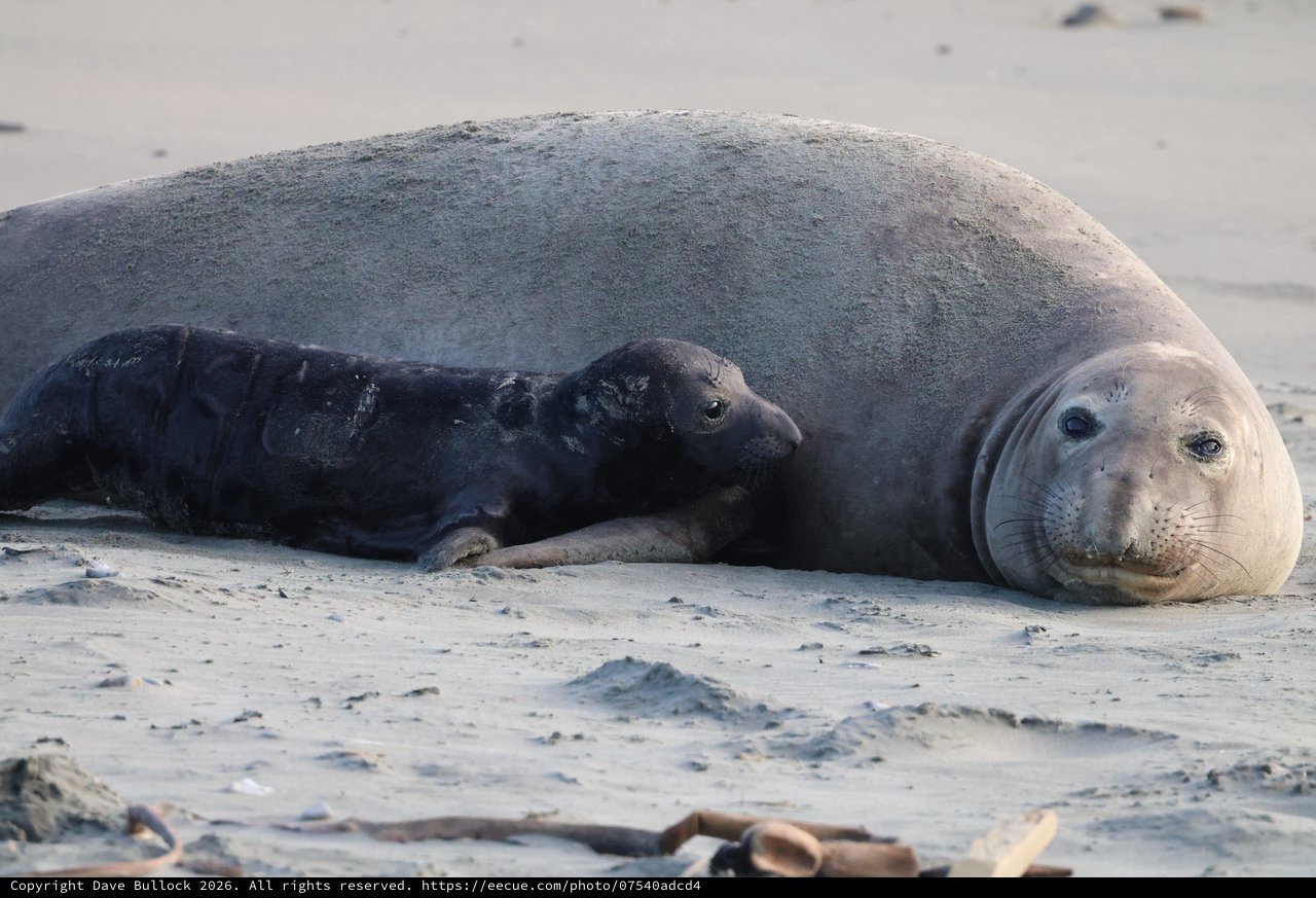 Mother Elephant Seal with Newborn Pup on Beach