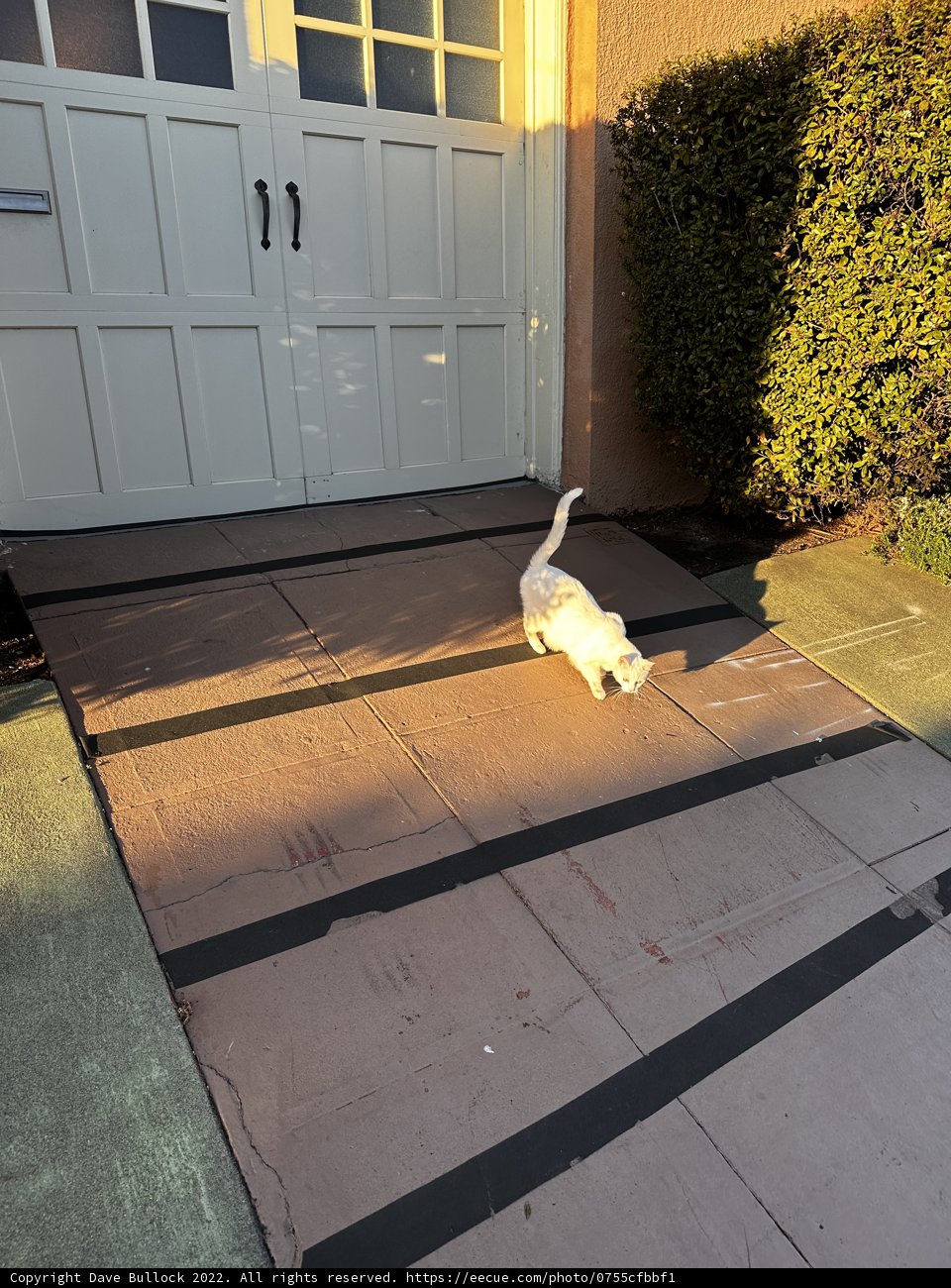 Urban Feline on a Stroll