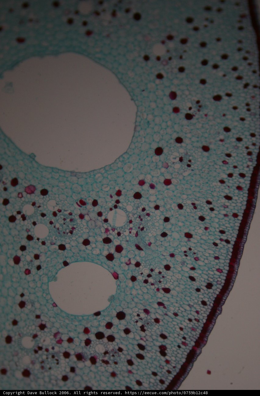 Red Dots of Life