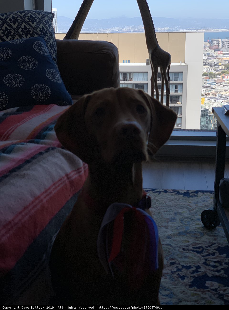 Comfy Couch Companion