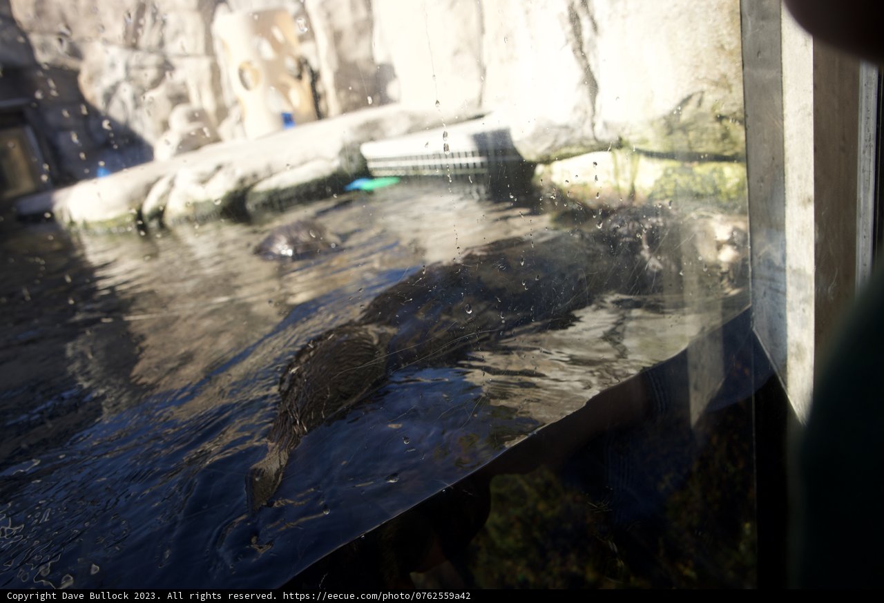 Mesmerized by the Otter at Monterey Bay Aquarium
