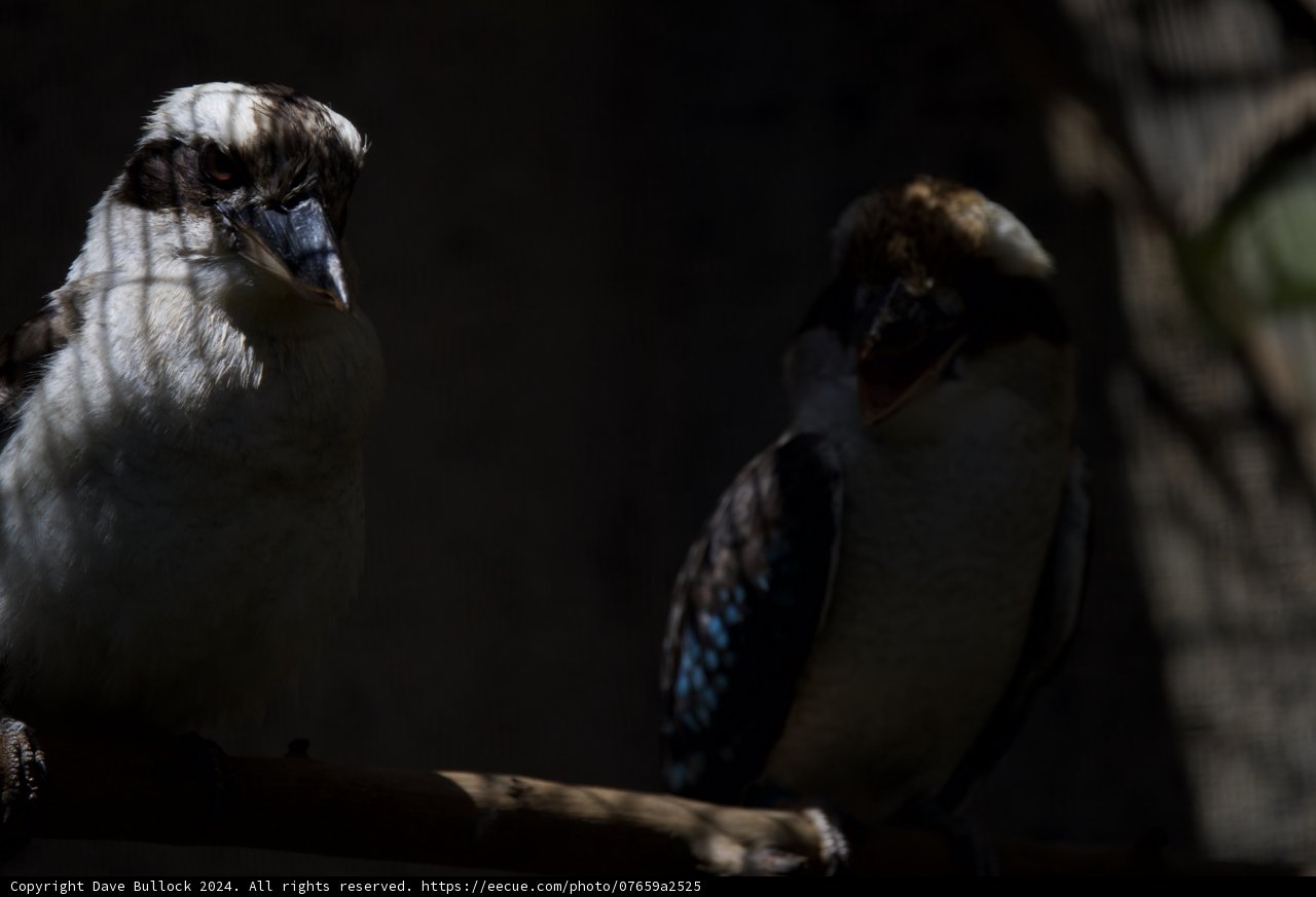 Silent Observers