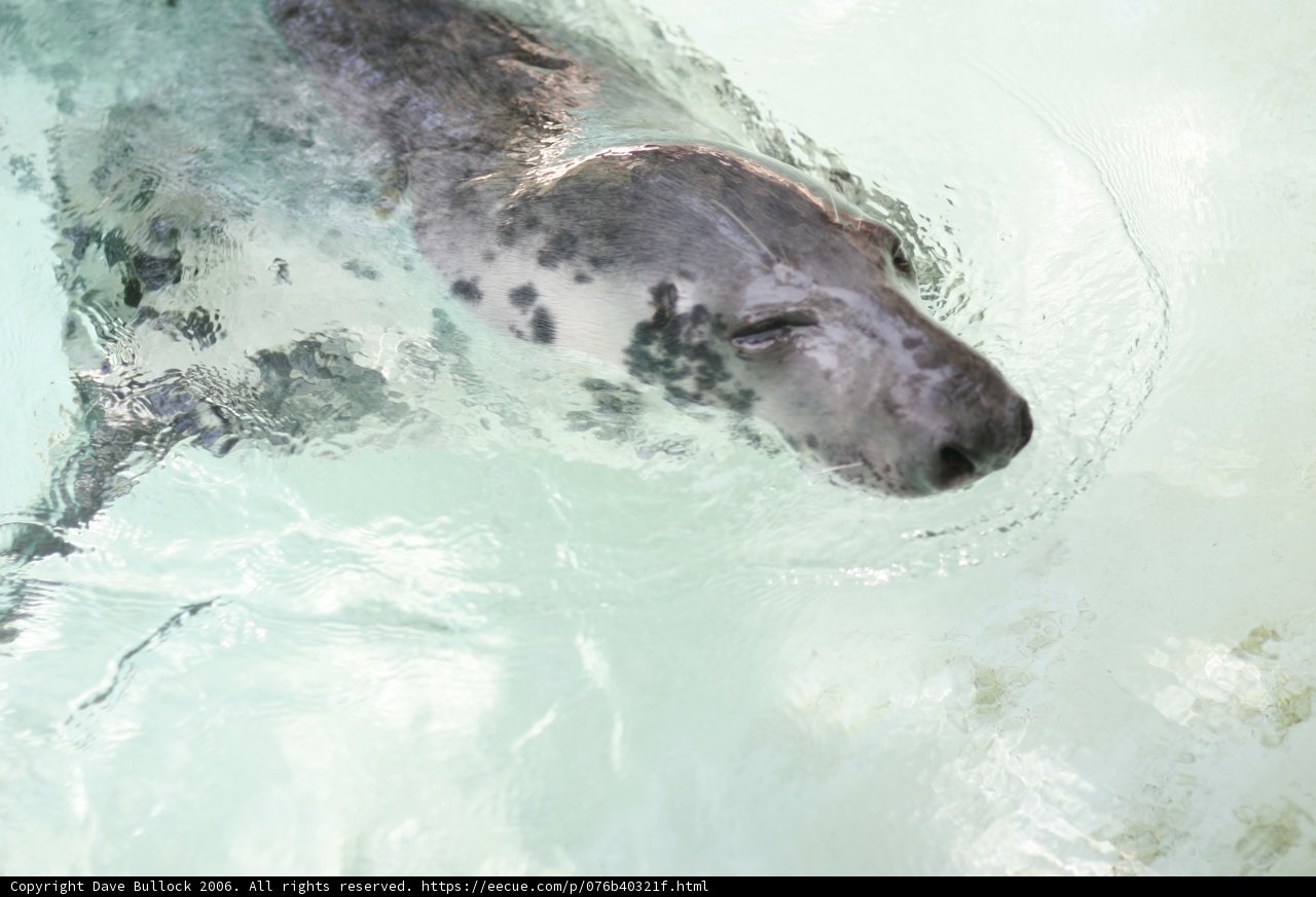 Graceful Seal in the Wild Waves