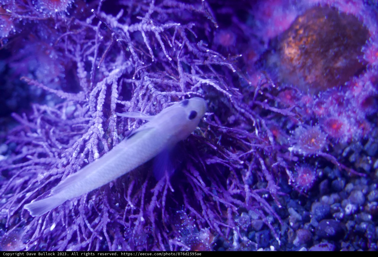 Marine Miniature: The Small Fish and Purple Seaweed