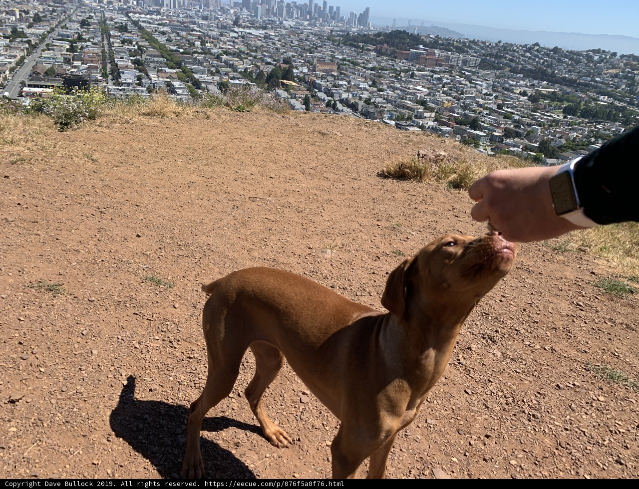 Feeding Time at Bernal Heights Park