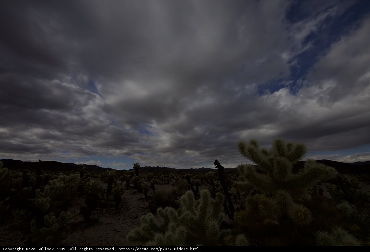 Desert Dreams