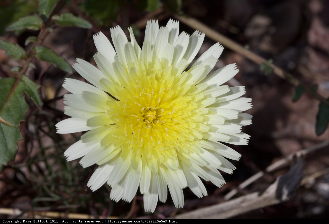Yellow and White Daisy Amongst Green Foliage
