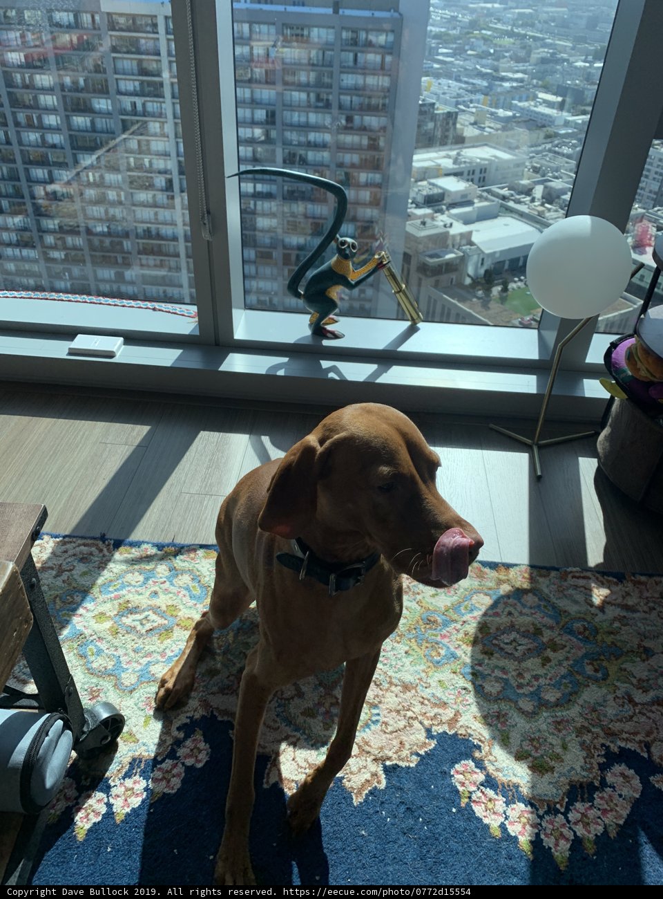 Relaxing Vizsla