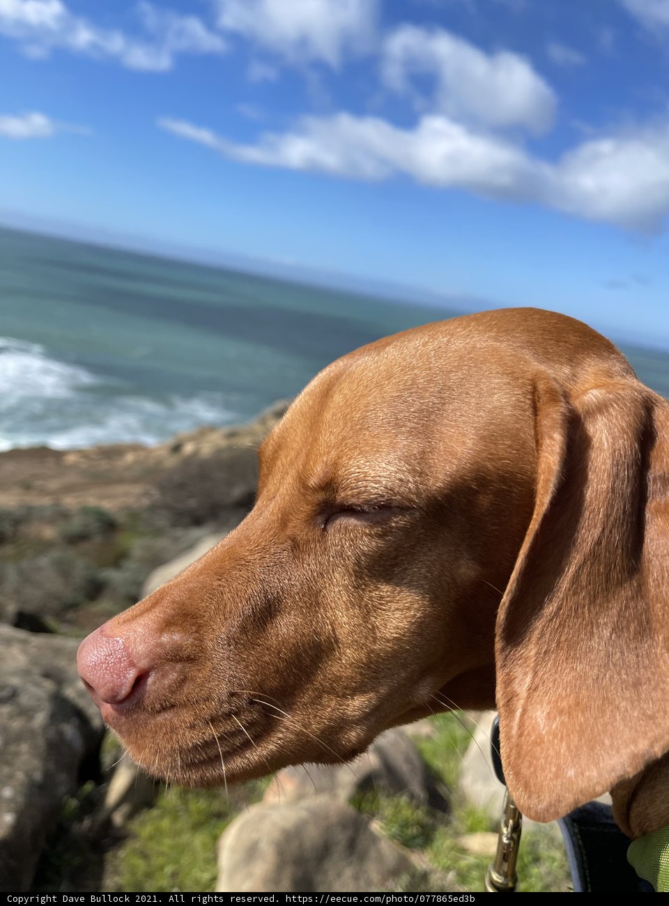 Peaceful Pup by the Ocean