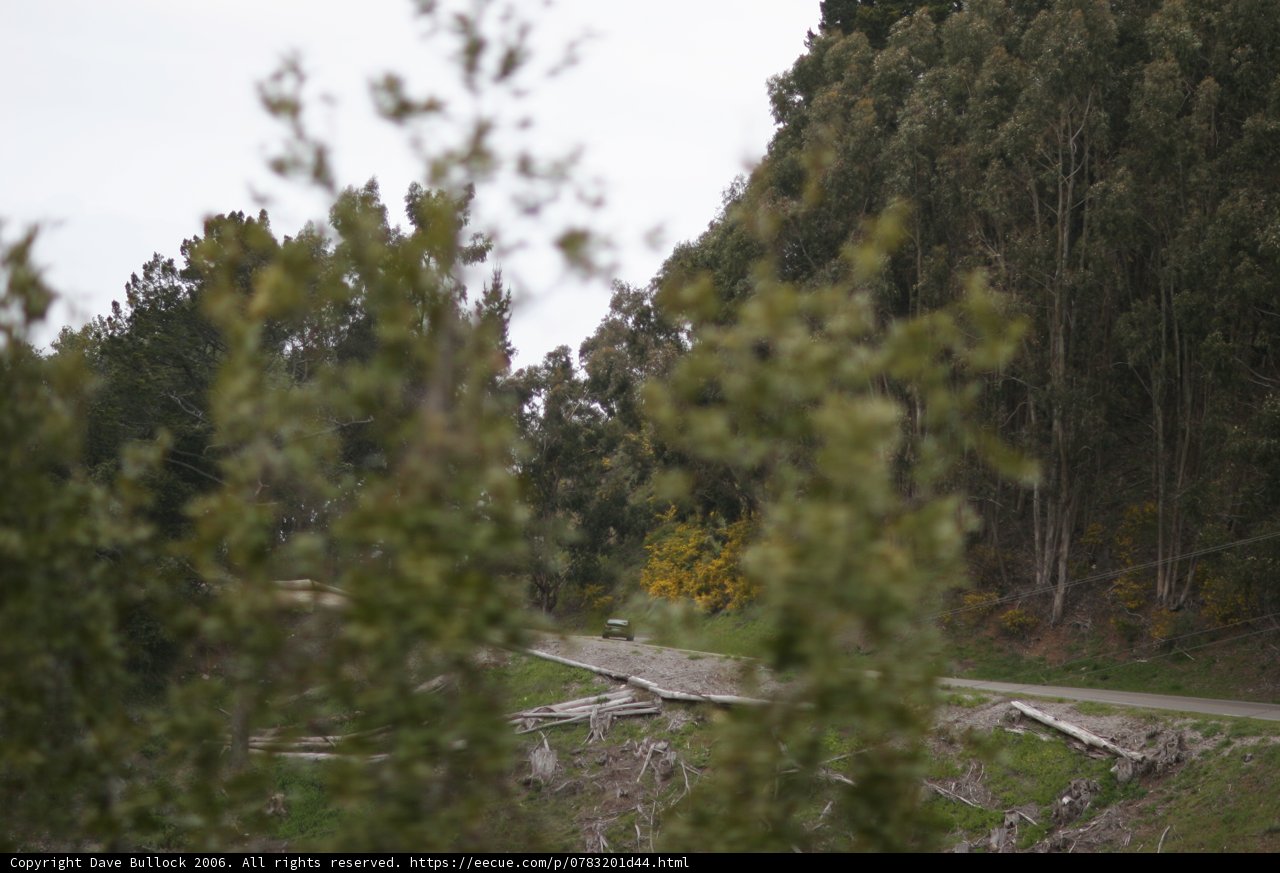 Majestic Fir Tree in the Wilderness