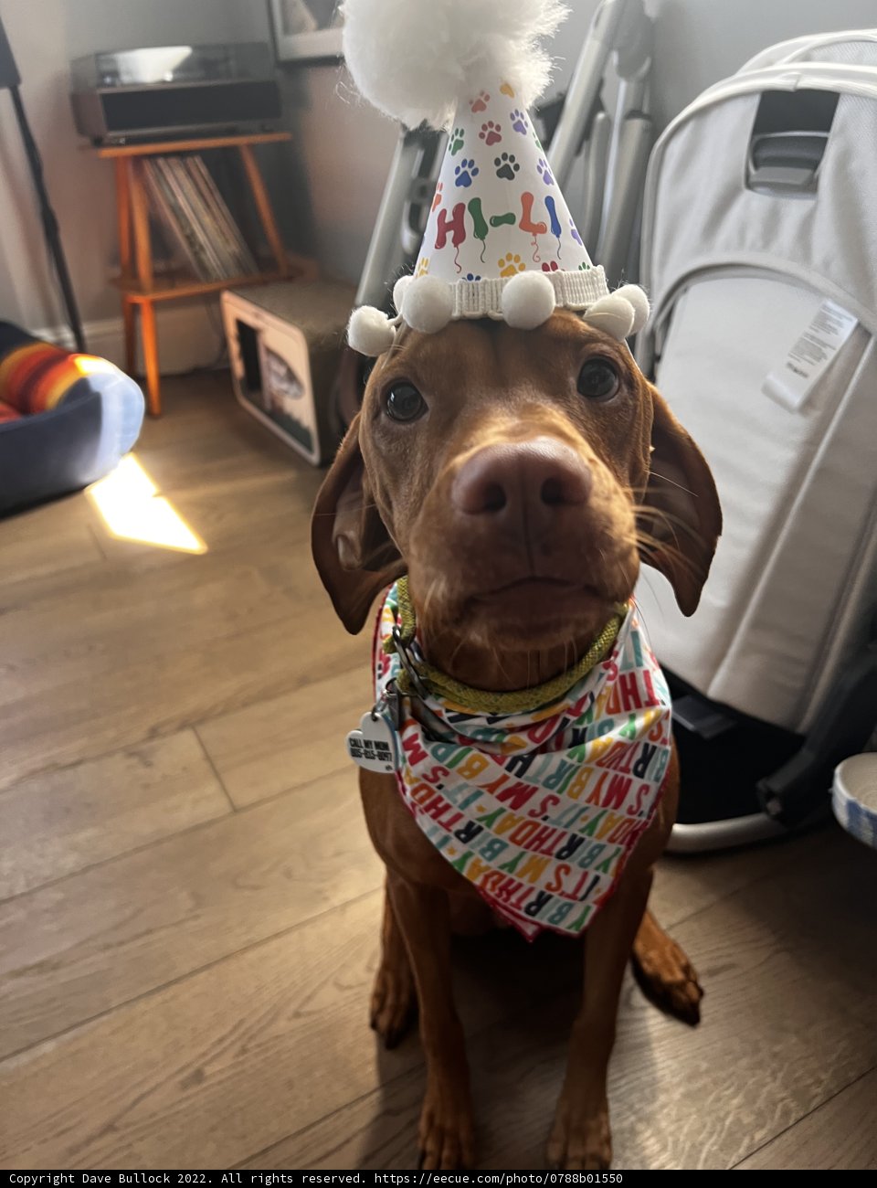 Birthday Pup