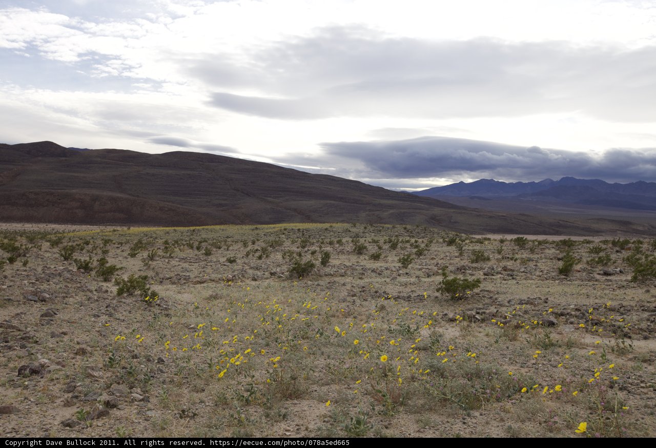 Yellow Flowers on the Plateau