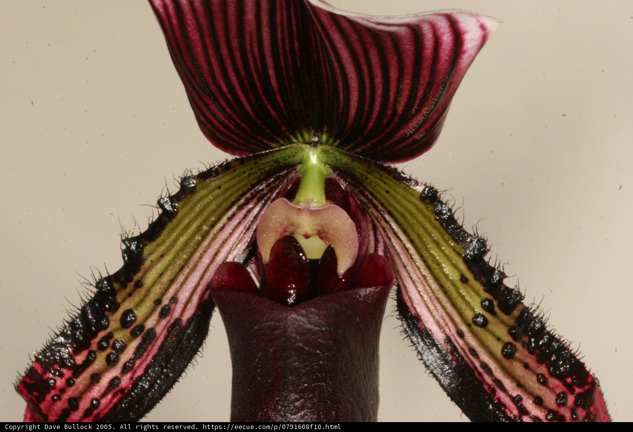 Delicate Orchid Blossom