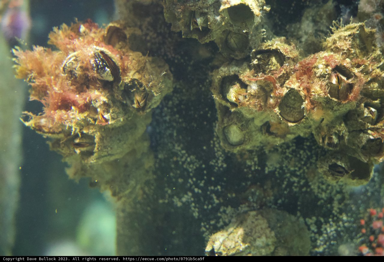 Vibrant Underwater Landscape: A Close Up Of Coral Reef
