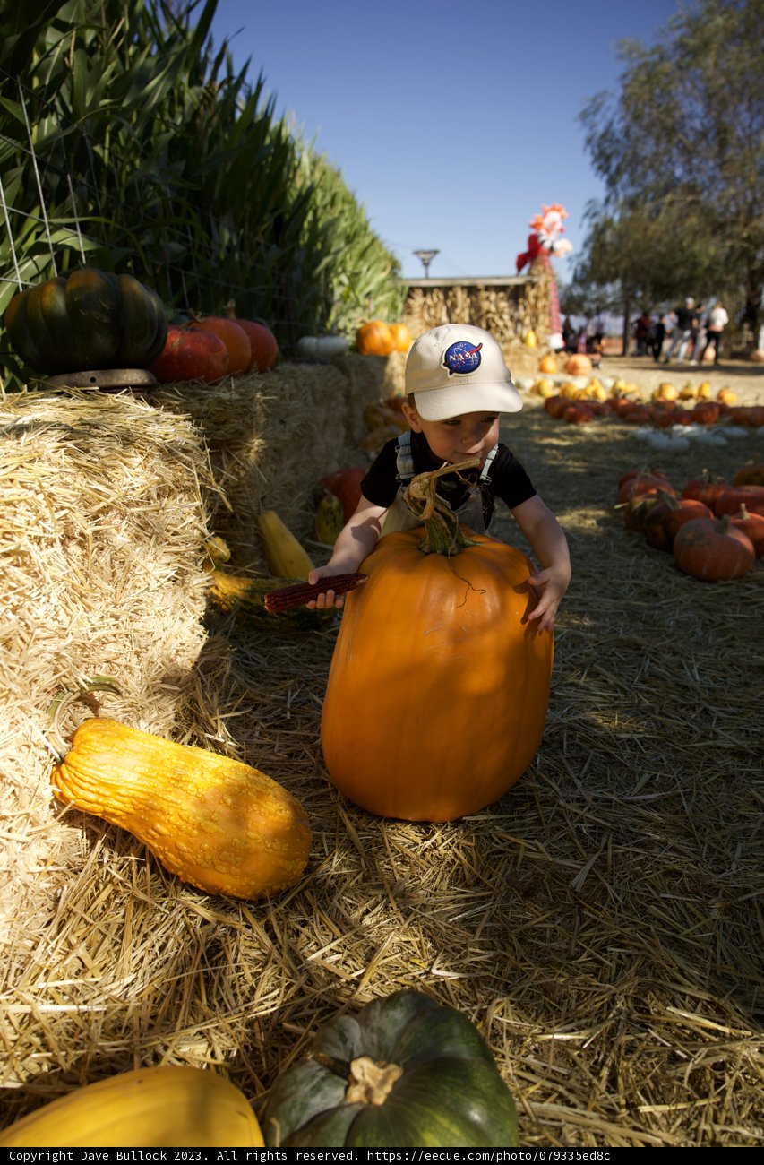 A Day at the Pumpkin Patch