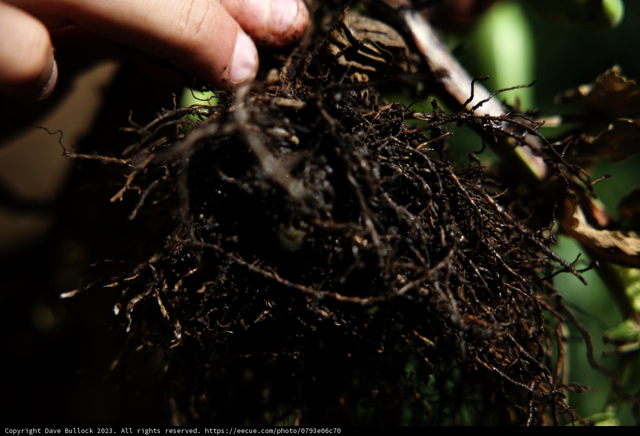 Embracing the Roots of Regeneration