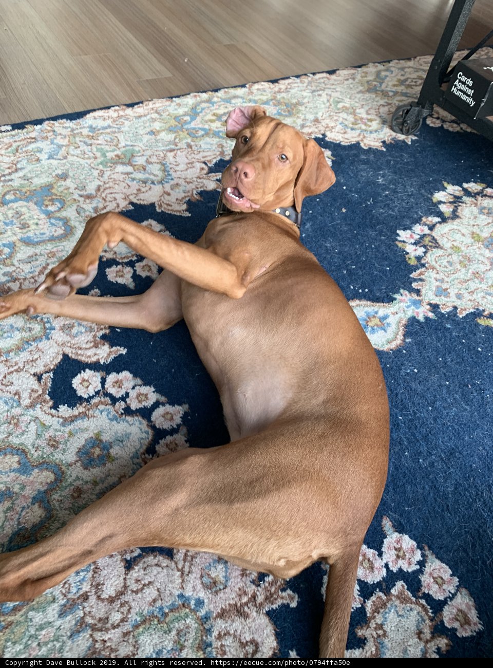 Relaxing Canine in San Francisco