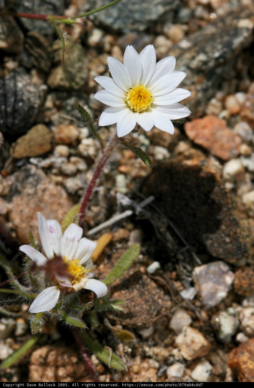 A pair of beautiful white daisies growing by the rocks