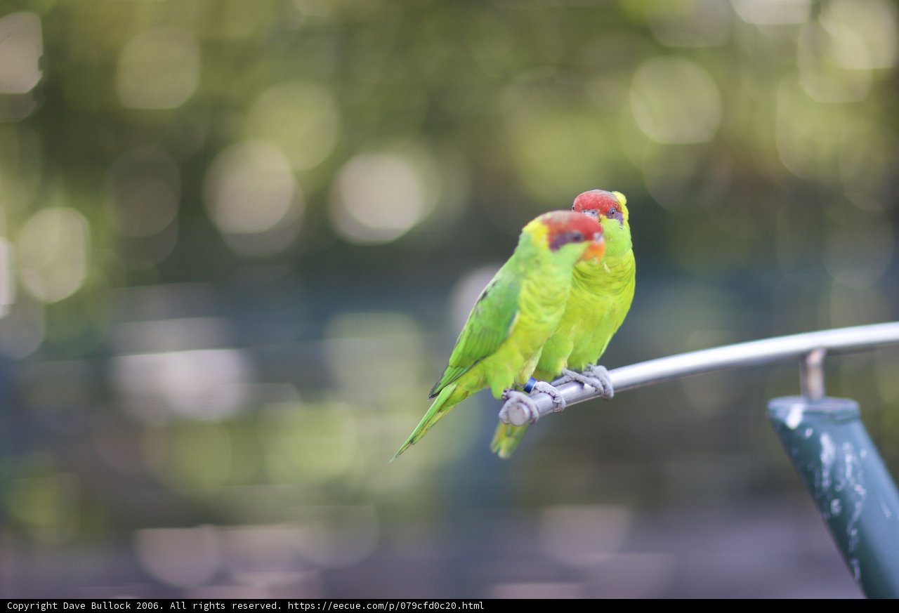 Two Parakeets Perched on Metal Pole