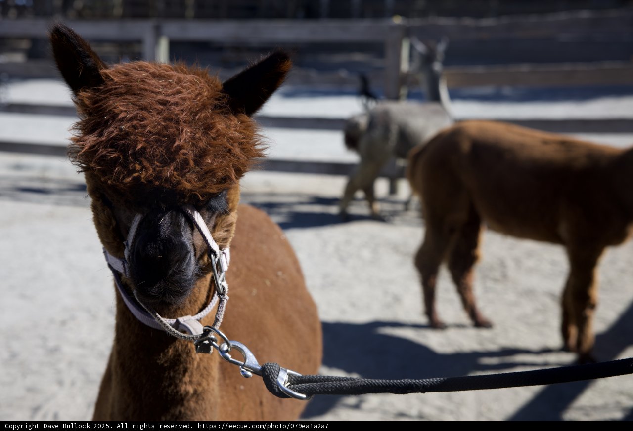 Llama Day at Carmel Valley Ranch