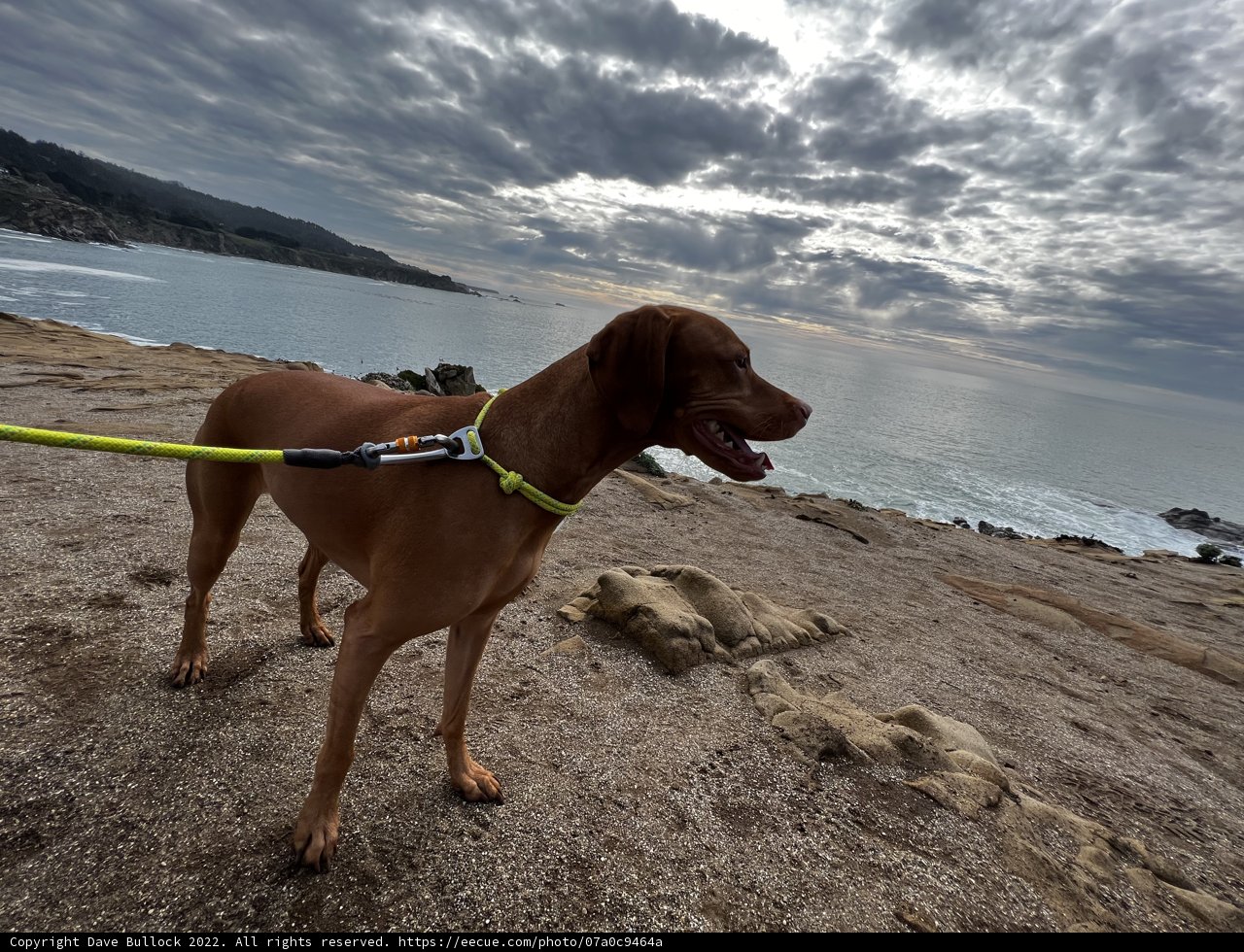 Rocky Beach Adventure with My Loyal Vizsla