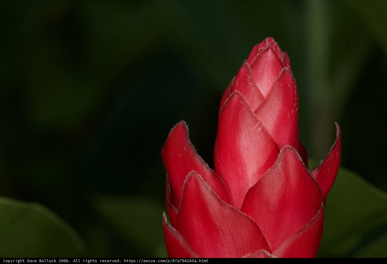 Ruby Blossom